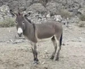 حمار هادئ جدا وقابل للتعلم