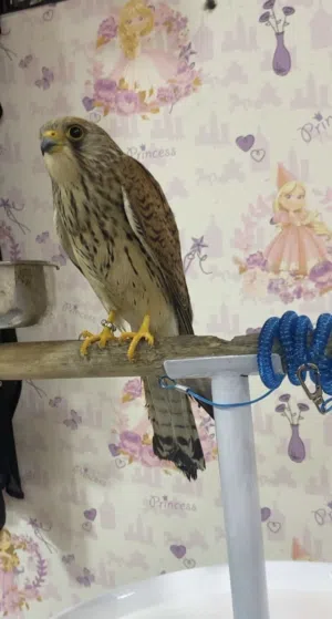 Common kestrel falcon hand fed. Still young so you can train them to be closer to you.