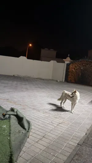 كلب هاسكي ام و اولادها