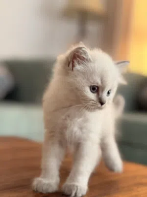 قطط مكس mixed kittens