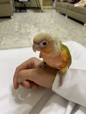 ‏طيور‏0