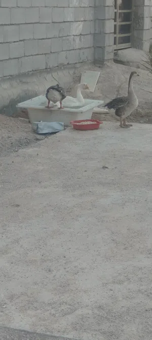 بط 2زوج،،،،،