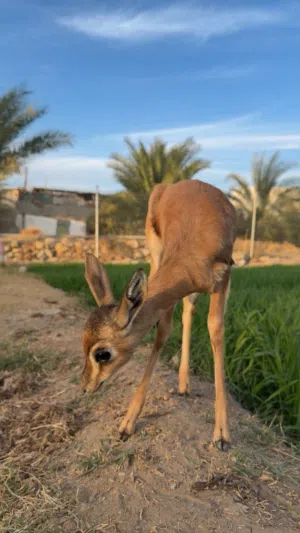 غزال الدماني اليف للبيع