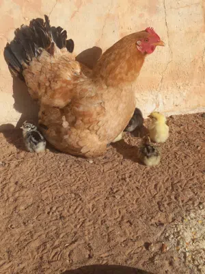 دجاجة عربية تحتها 10 افلاليس