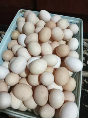 بيض دجاج  لاكل والتخصيب  يوجد بط مصري