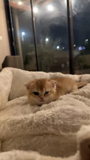 British shorthair ny12
