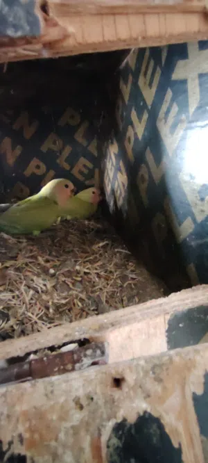 فروخ روز للبيع