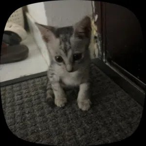 قط منزلي يبحث عن عائله جديده. Free nice cat