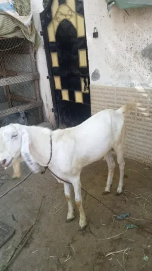 تيس باكستاني للبيع