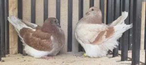 للبيع فرش وصنعاوي