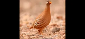 مطلوب فروخ صبا