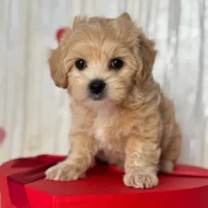 Fluffy and Adorable Male and female maltipoo puppies looking for new homes