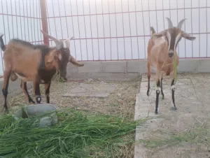 ماعز الالبين السويسري ماعز غزاره حليب