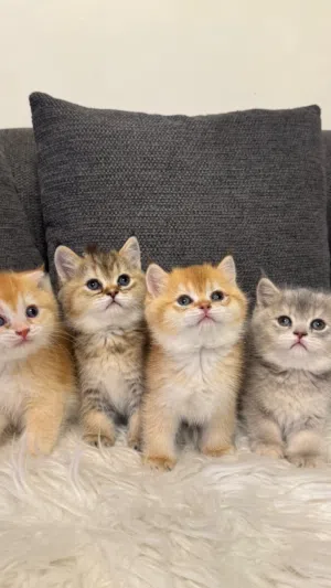 Cat for sell