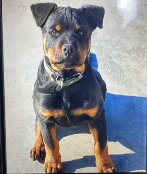 كلب روت عمر 6 شهور للبيع لعدم التفرغ