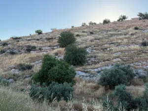 Farm Land for Sale in Irbid An-Nuayyimah