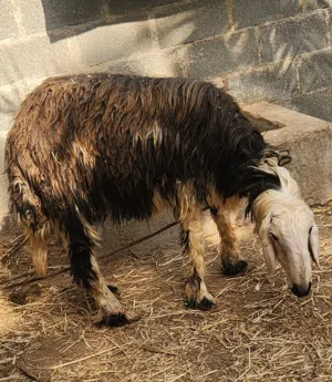 كبش نجدي الحجم الكبير