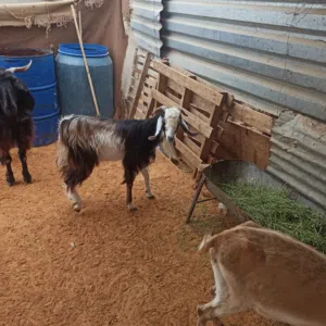 جدي للبيع ربي يبارك
