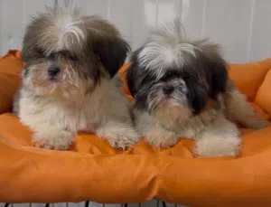 Imperial Teacup Shih Tzu Males 60 days old, fully vaccinated, very small size, adorable faces