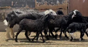 جعد مع كبشهن ولباقي عشار كامل 7 روس مع الحمله