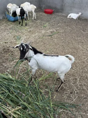 أغنام مطعومه للبيع