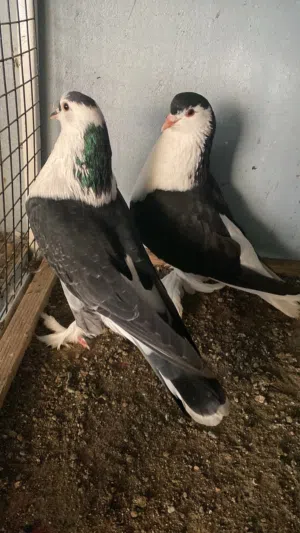 شيرازي زوج