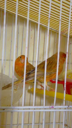 جوزين كنار الون ماوردي