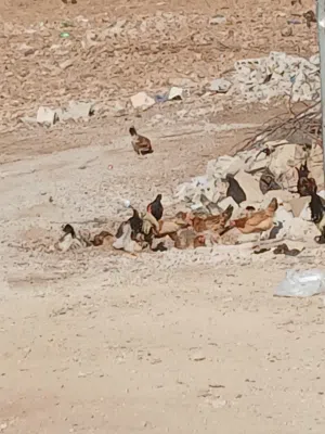 دجاج بادي للبيع