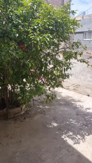 بيت مستقل للايجار مكون من صالون كبير وعرفت نوم ومطبخ وحمام وساحه كبيره
