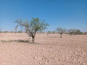 Farm Land for Sale in Sfax Other