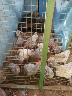 صوص حبش ما شاء الله عمر 3أشهر عدد 20