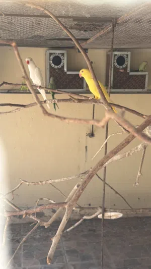 بيع بغبغاء الدرة