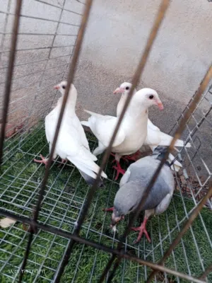 متاح 4 فراخ و طيره هزاز للبيع