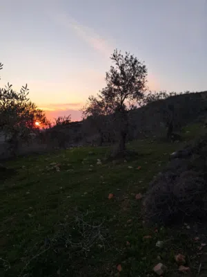 سامي ابو يامين 