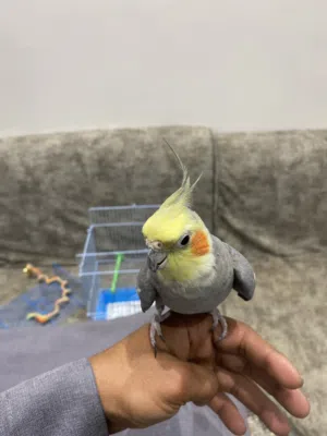 طير كروان للبيع