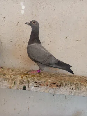 زواجل للبيع