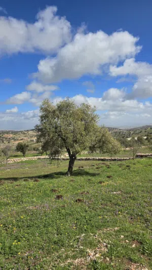 Farm Land for Sale in Ajloun A'fna