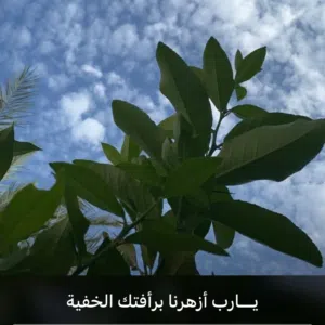الحمدالله دائما وأبدا Mohammed ali