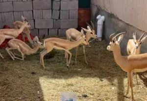 مطلوب غزال ريم اي كميه نشري كااش