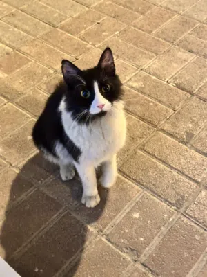قطة اليفة ولعوبة للتبني  cat for adaptation