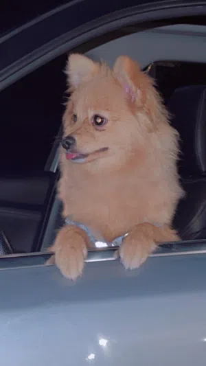 Pomeranian Puppy With All Equipment- كلبة بوميراني مع جميع الملحقات