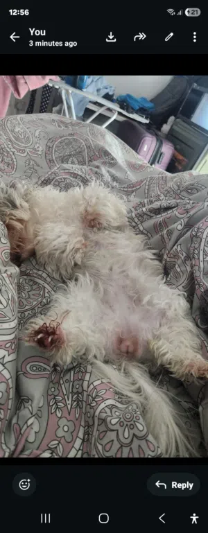 Havanees Dog for free adoption