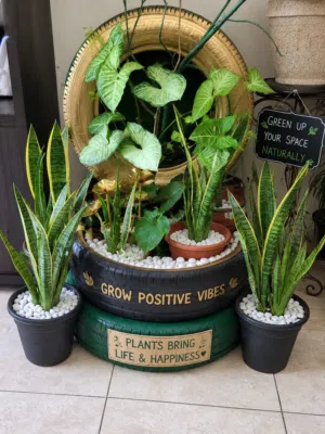 whole indoor plant corner setup