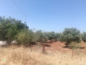 Mixed Use Land for Sale in Irbid An-Nuayyimah