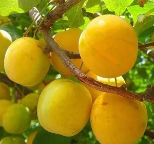 ‏خضار وفواكه‏4