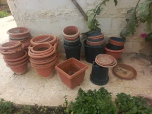 اصص وقواوير نباتات مستعملة