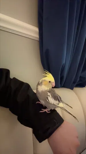 مفقود طيرين كوكتيل فديار المحرق