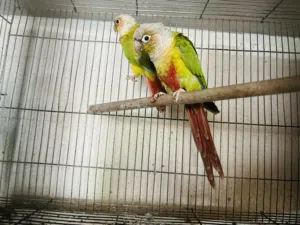 جواز جرين شيك للبيع