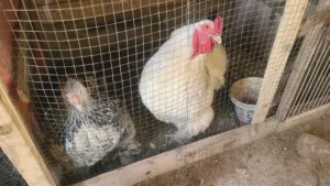 دجاج بصحه جيده برامه كوجي وعرب