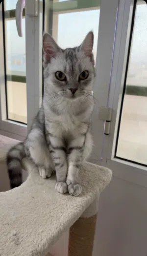 كتن للبيع cat for sale. الصحه ممتازه و تستخدم اللتربوكس